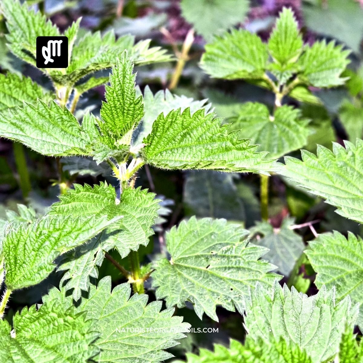 The Power of Stinging Nettle for Hair Growth and Healthy Hair